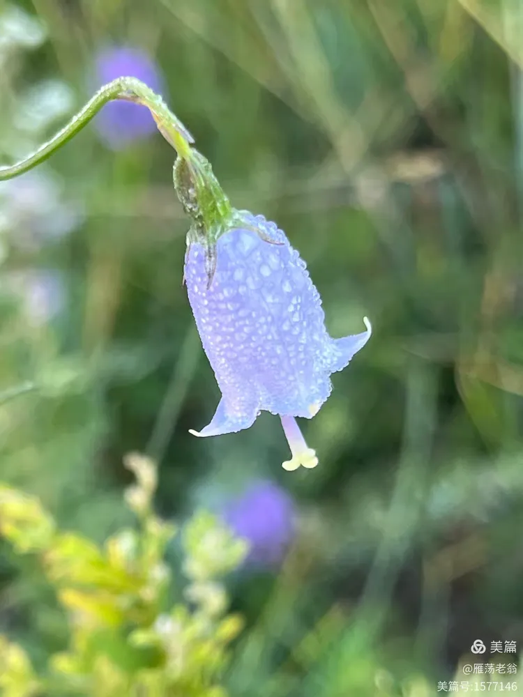 北方的长柱沙参